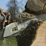 Trusted Tree Service Auburn Experts for Residential and Commercial Properties