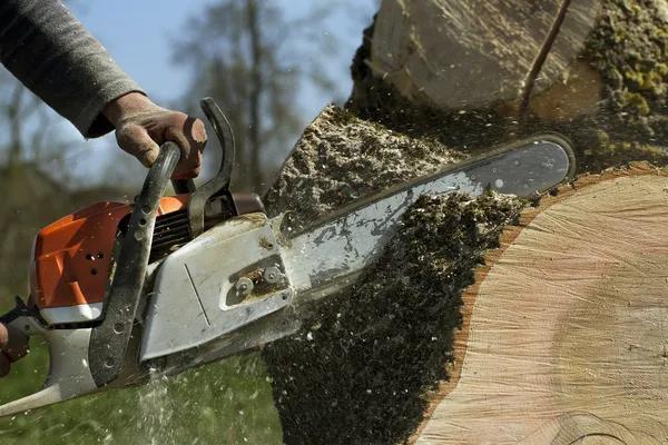 Trusted Tree Service Auburn Experts for Residential and Commercial Properties