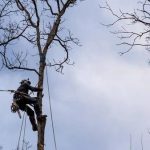 Improve Curb Appeal with Professional Tree Care