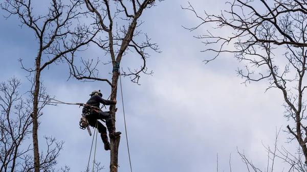 Improve Curb Appeal with Professional Tree Care